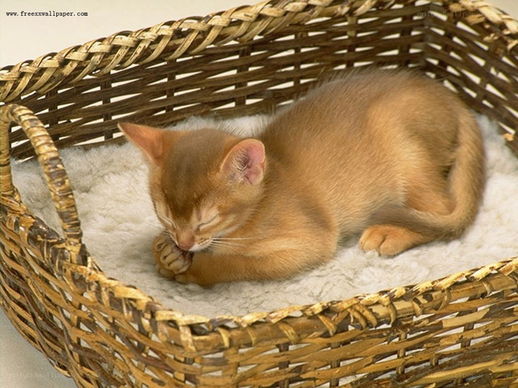Sleeping kitten in a basket