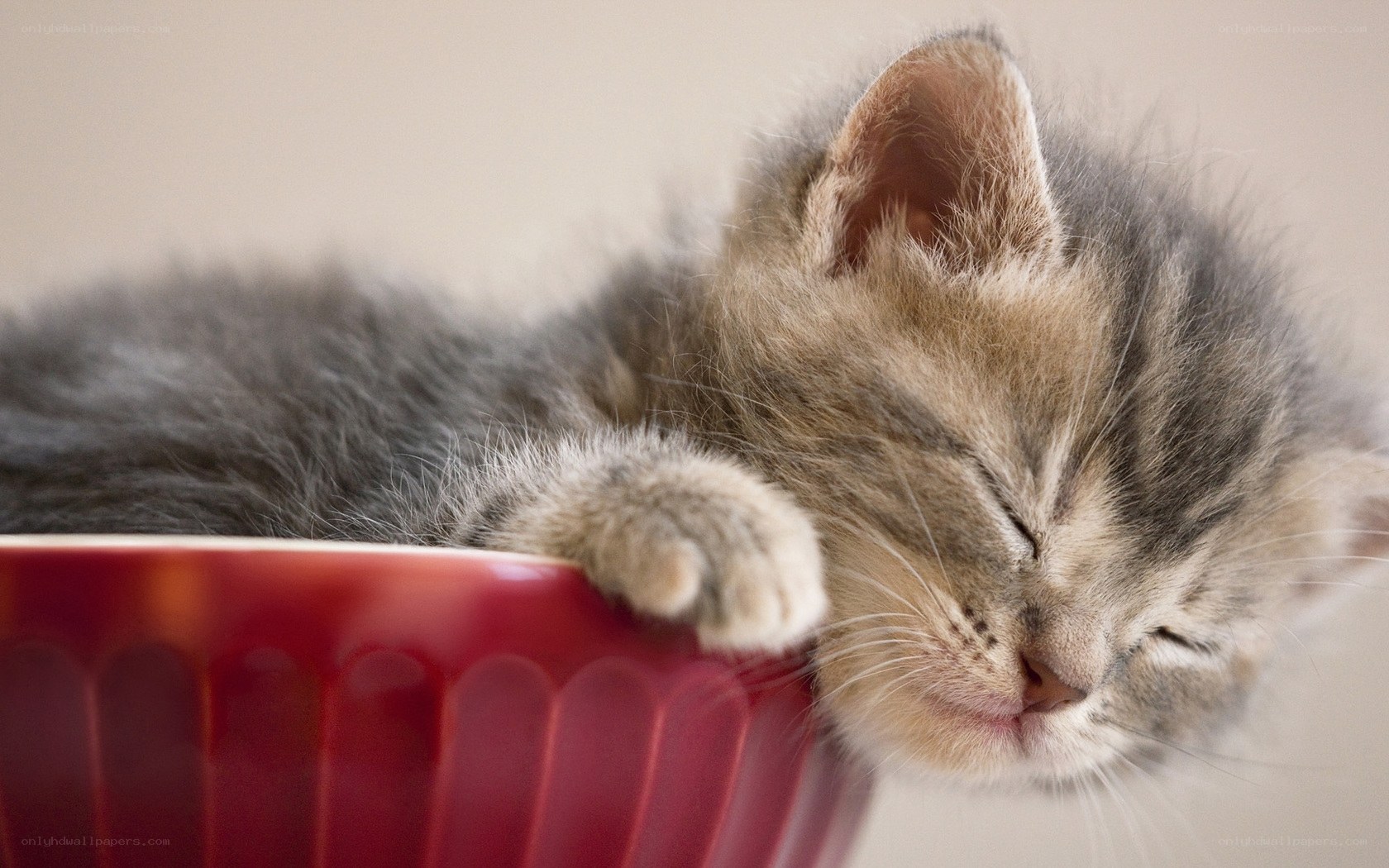 Sleeping kitten in a bowl
