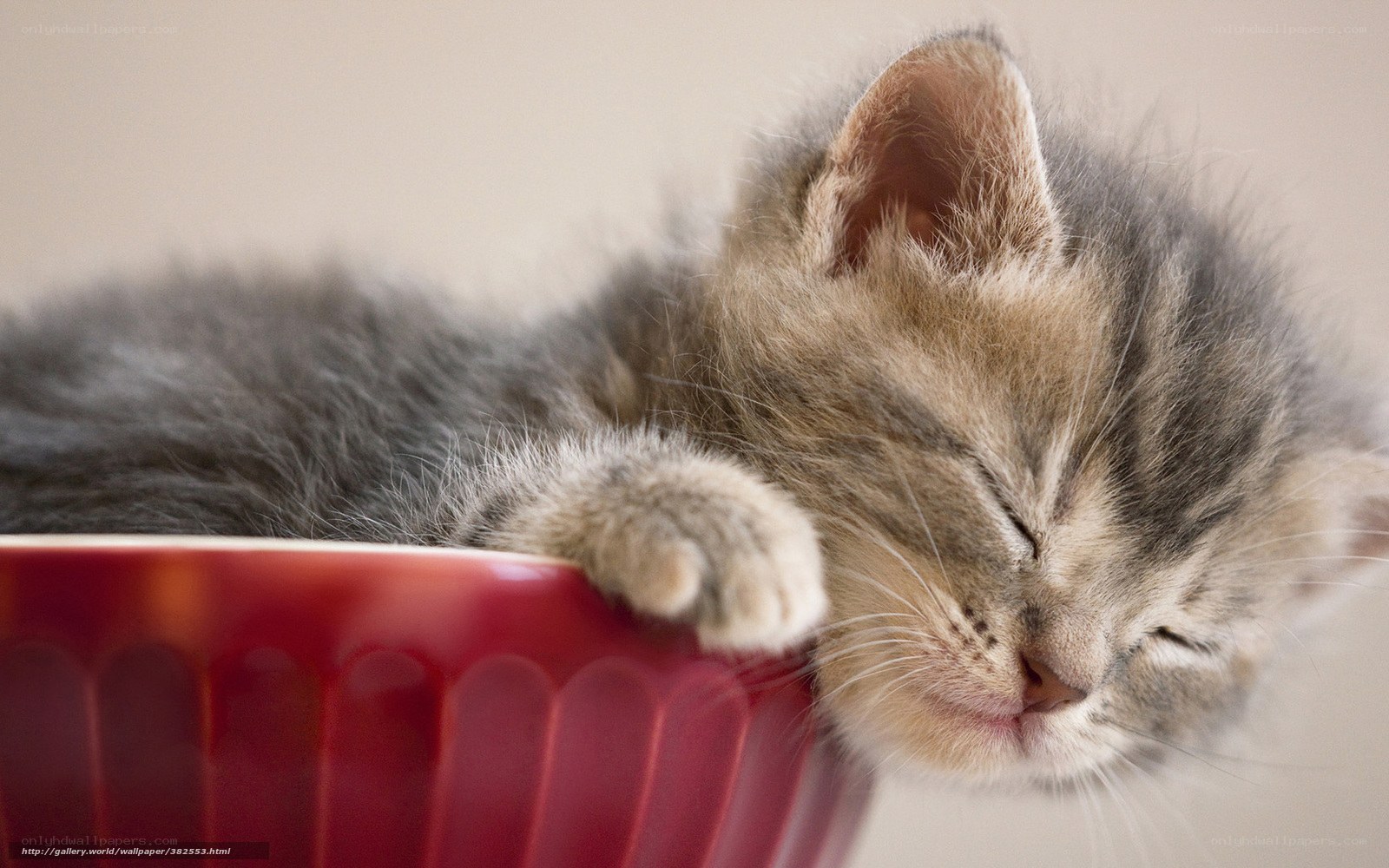 Sleeping kitten in a bowl