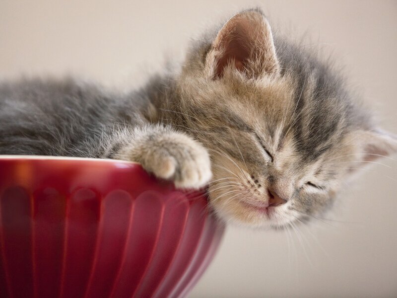 Sleeping kitten in a bowl