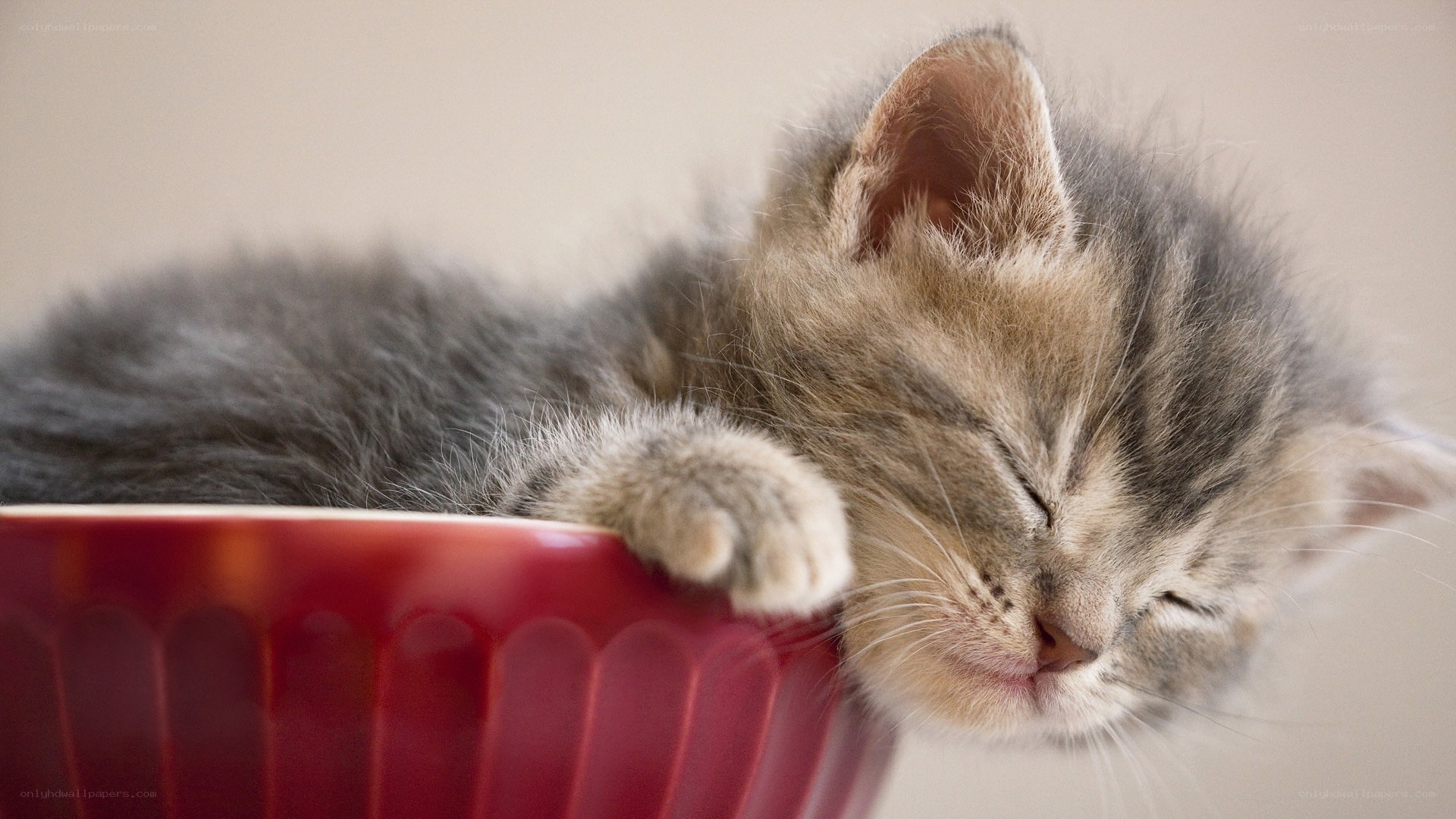 Sleeping kitten in a bowl