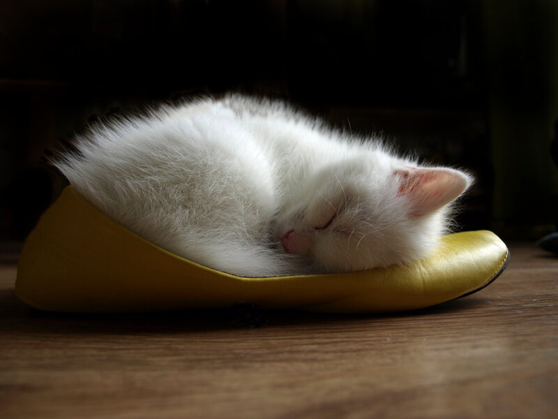 Sleeping kitten in a slipper
