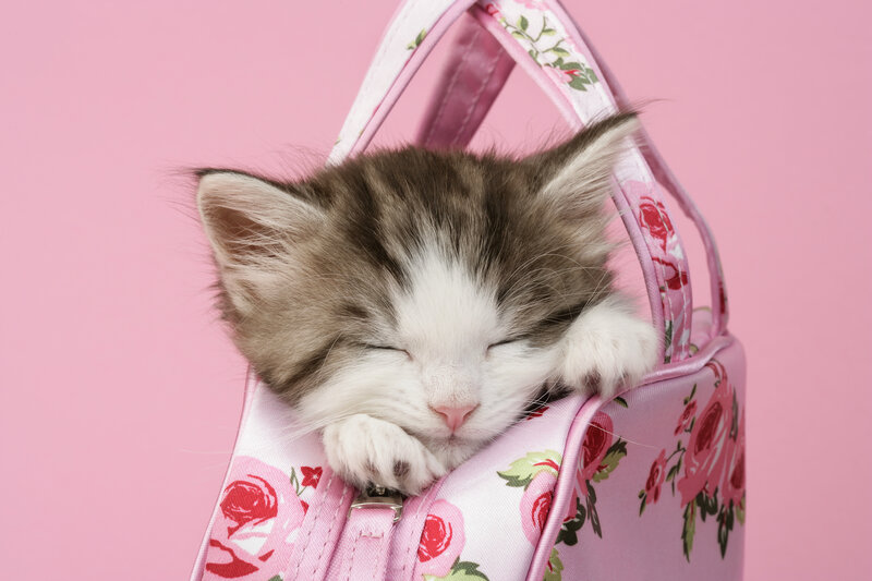 Sleeping Kitten in Bag