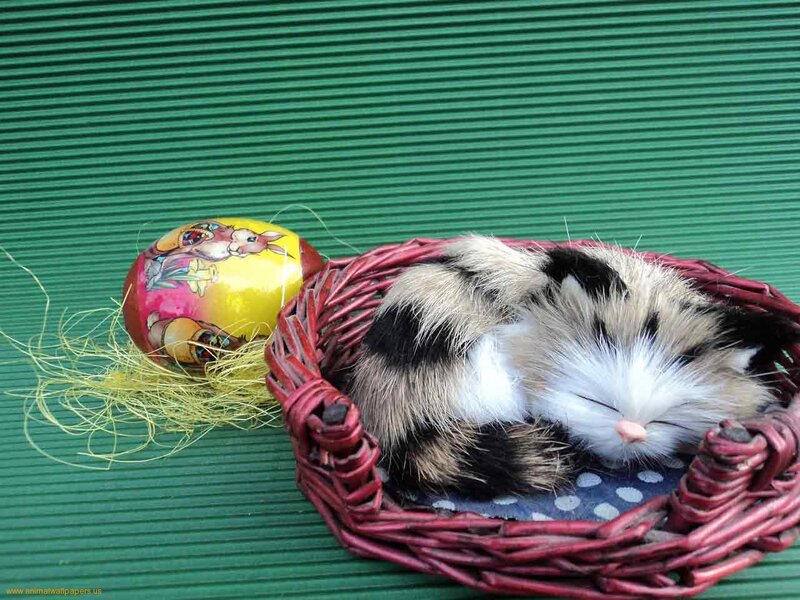 Sleeping Kitten in Basket — Green