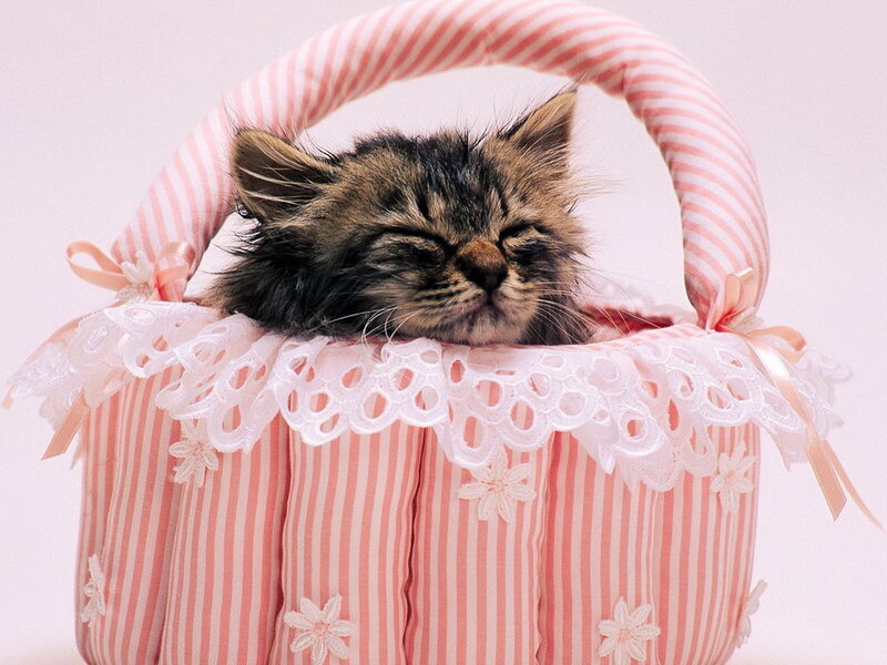 Sleeping Kitten in Basket — Pink