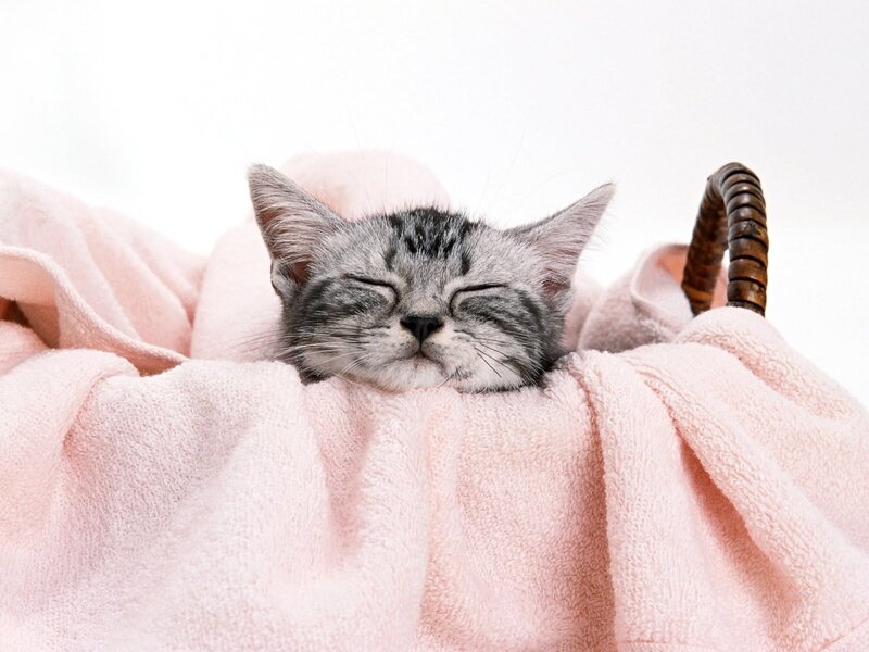 Sleeping kitten in basket
