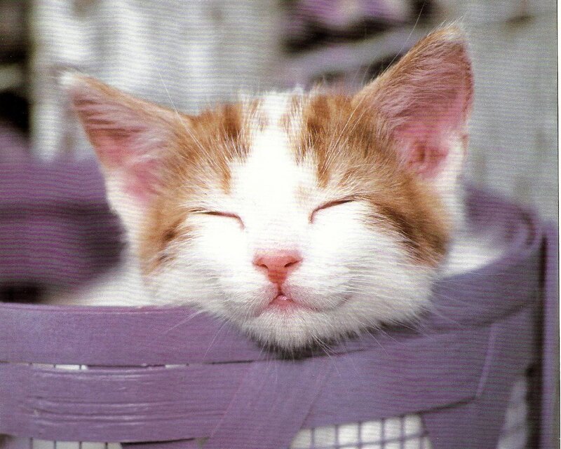 Sleeping Kitten in Basket — White