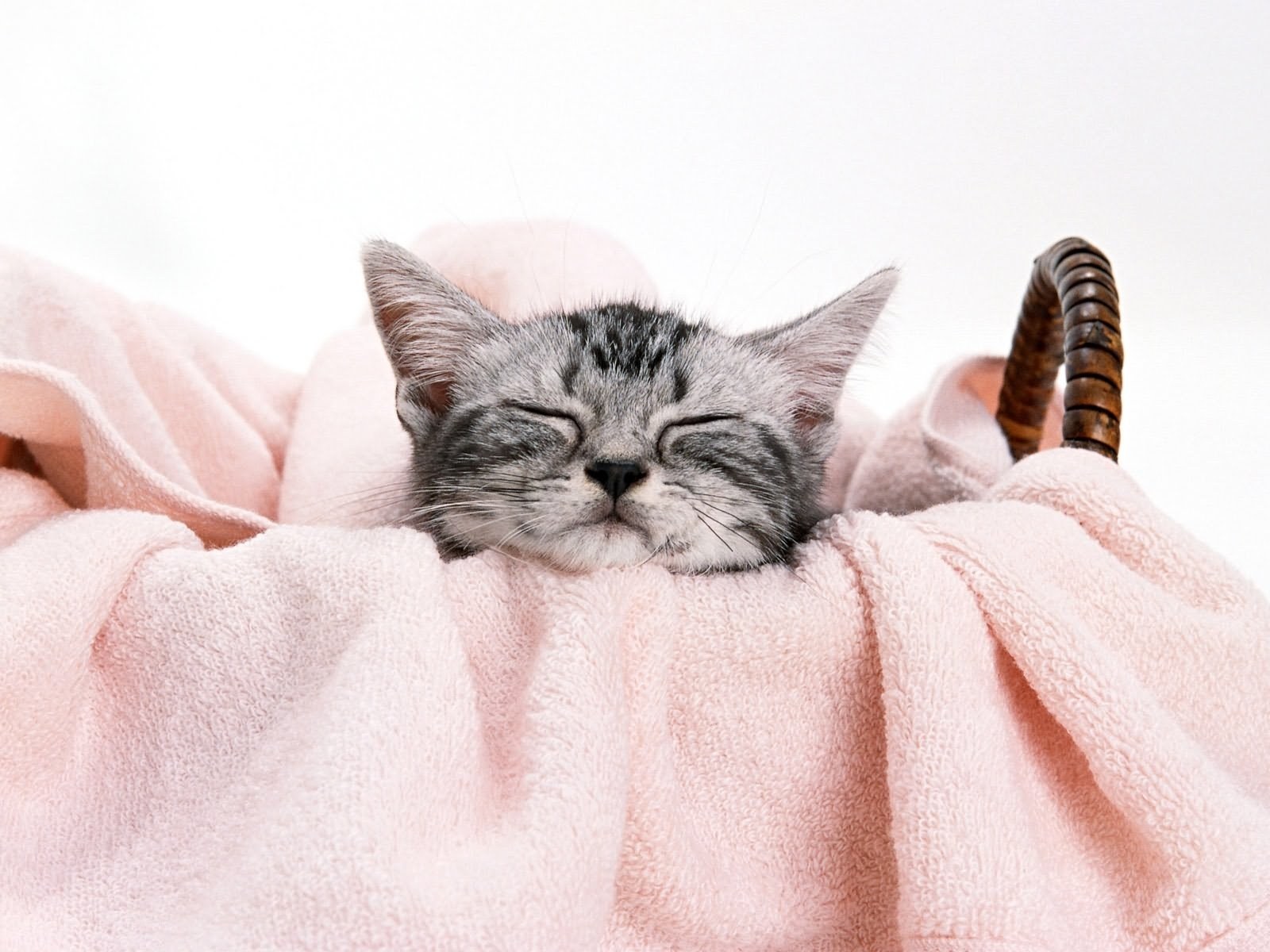Sleeping kitten in basket