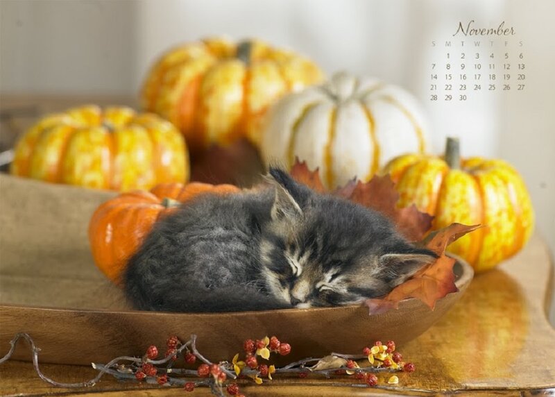 Sleeping Kitten in Bowl