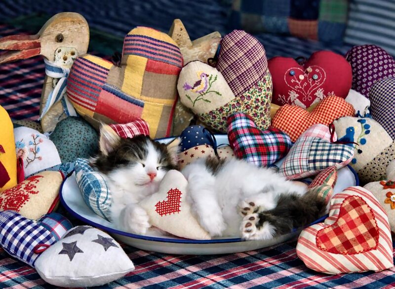 Sleeping Kitten in Bowl — White