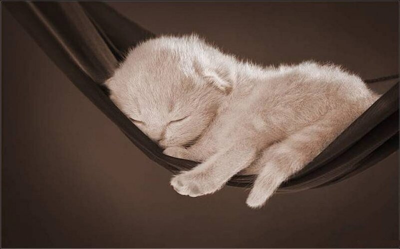 Sleeping Kitten in Hammock — Brown, Peaceful