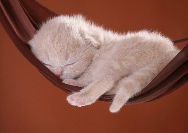 Sleeping Kitten in Hammock — Brown