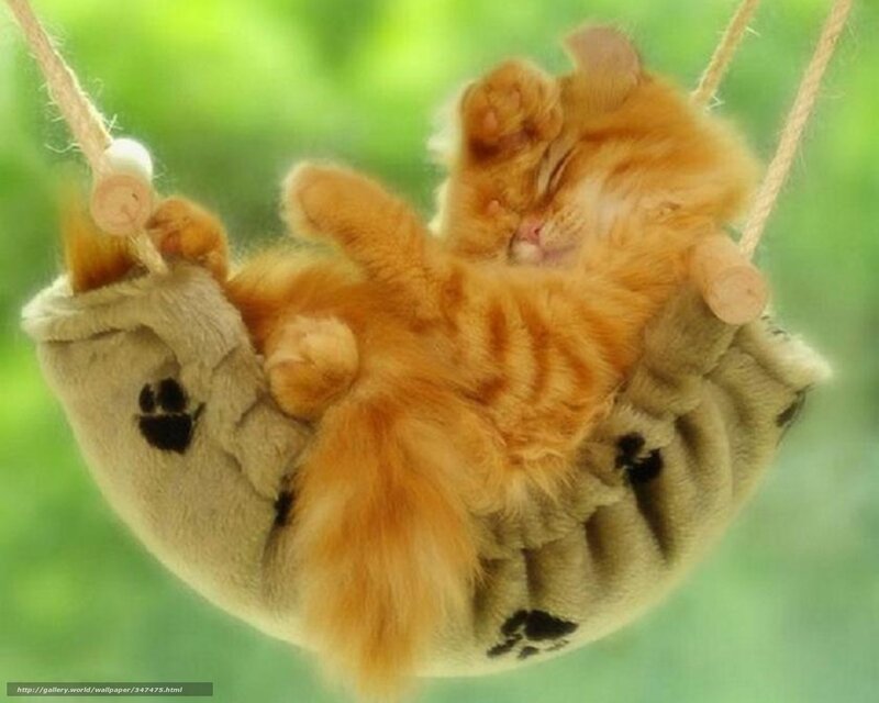 Sleeping kitten in hammock