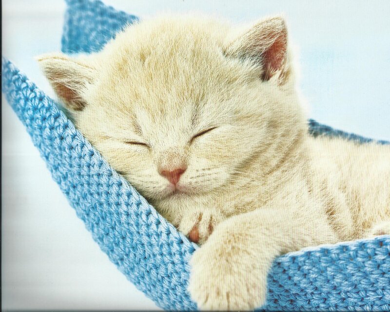 Sleeping Kitten in Hammock — White