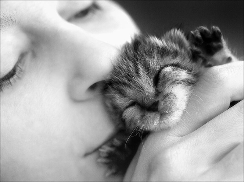 Sleeping Kitten in Hand