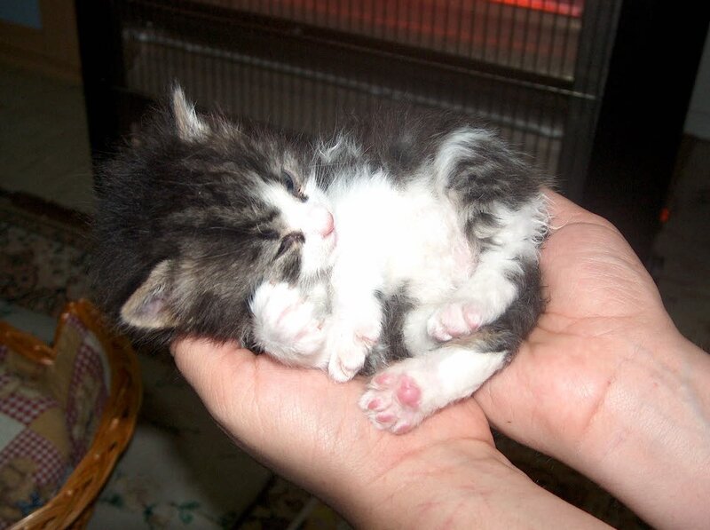 Sleeping kitten in hands