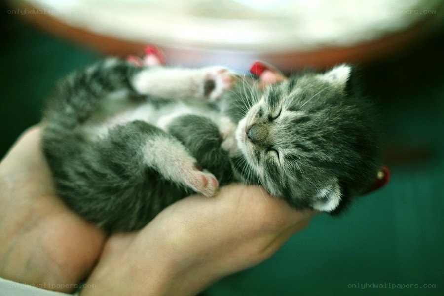 sleeping kitten in hands