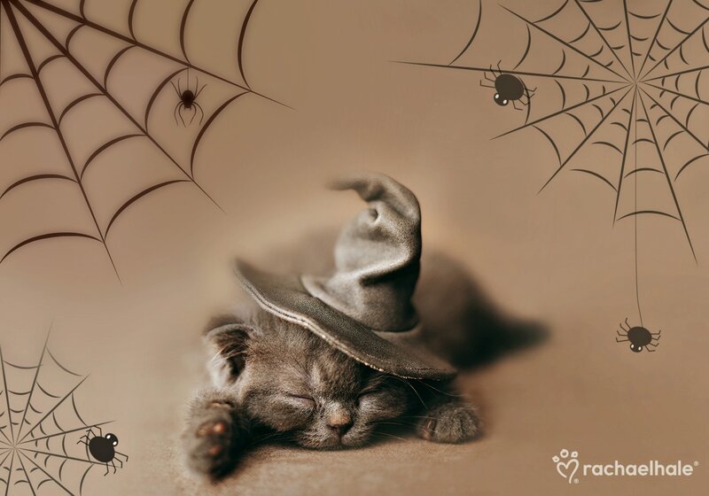 Sleeping Kitten in Hat — Brown