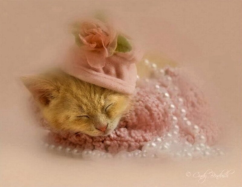 Sleeping Kitten in Hat — Pink