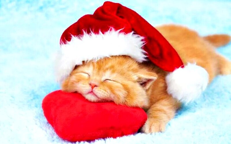 Sleeping Kitten in Hat — Red, Peaceful