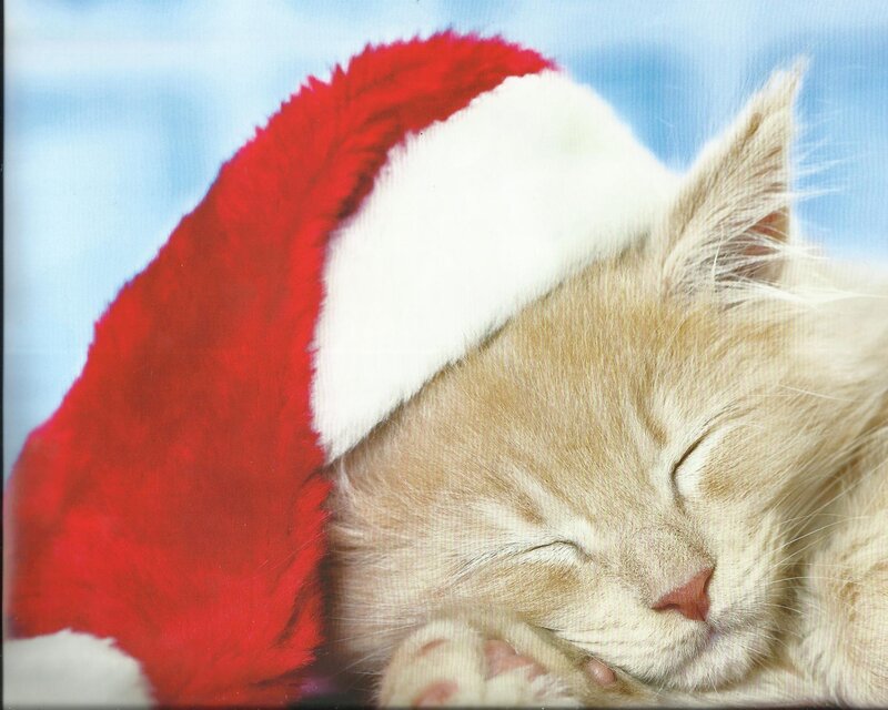 Sleeping Kitten in Hat — Red