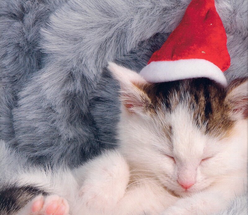 Sleeping Kitten in Hat