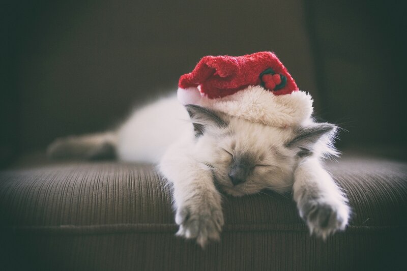 Sleeping Kitten in Hat — White