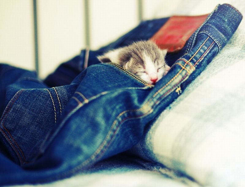 Sleeping Kitten in Jeans
