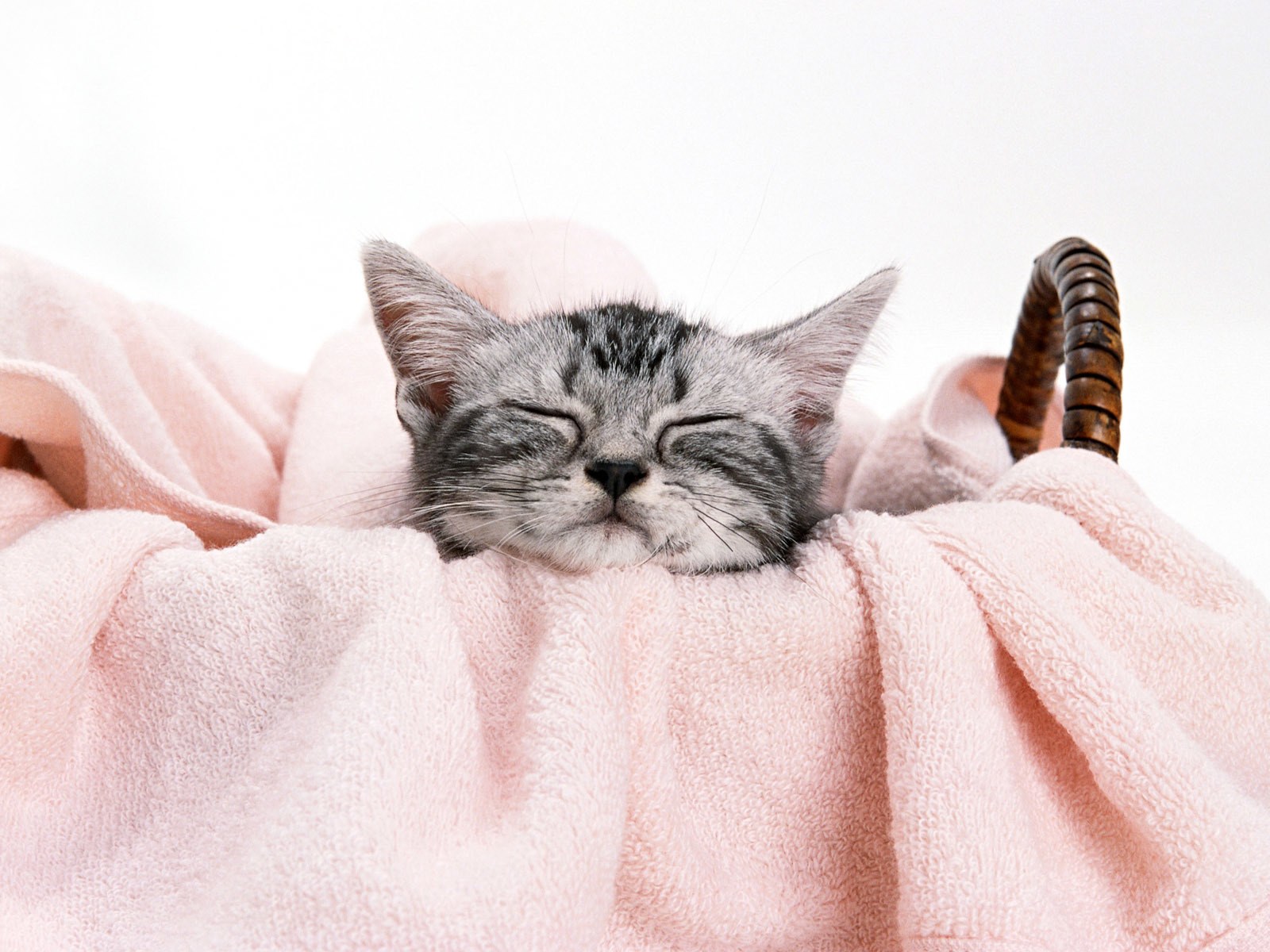 Sleeping kitten in pink blanket