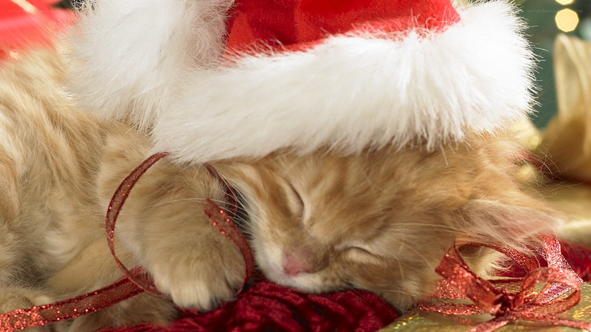 Sleeping kitten in Santa hat