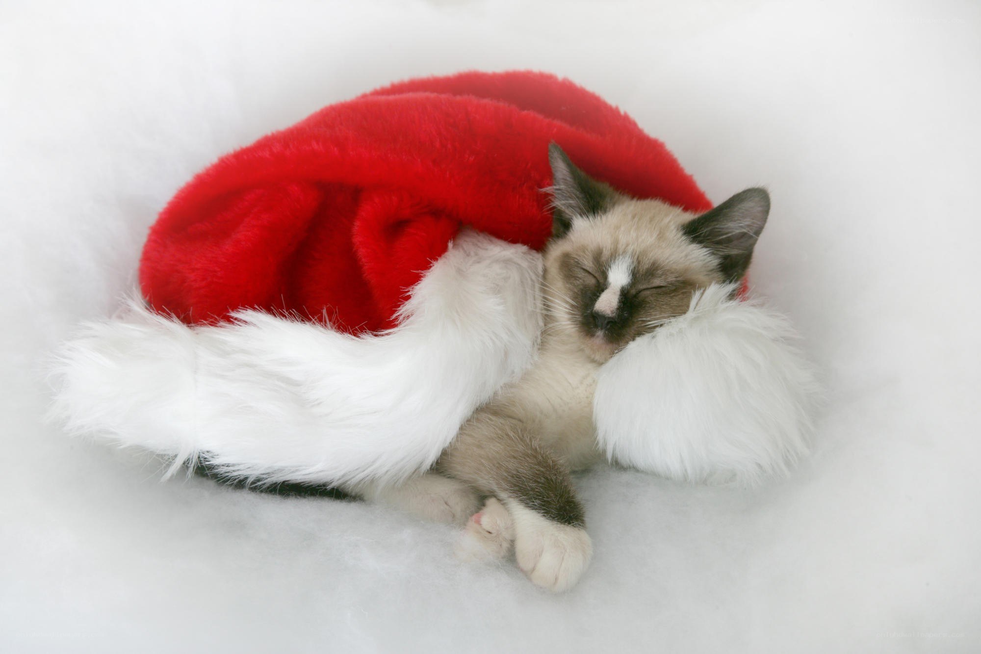 Sleeping kitten in Santa hat