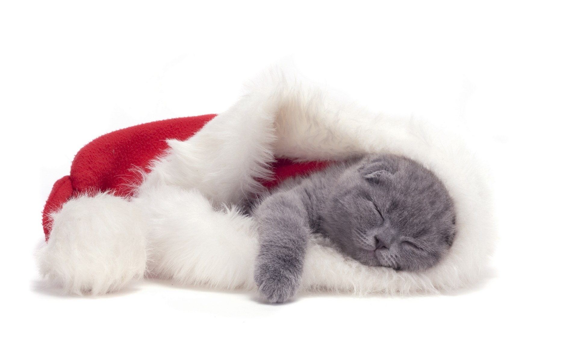 Sleeping kitten in Santa hat