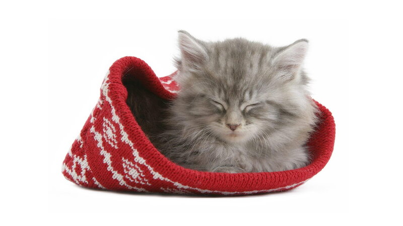 Sleeping Kitten in Slipper — Red