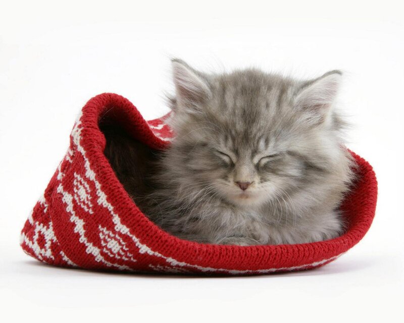 Sleeping Kitten in Slipper