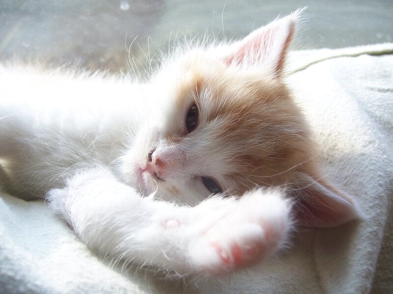 sleeping kitten in sunlight