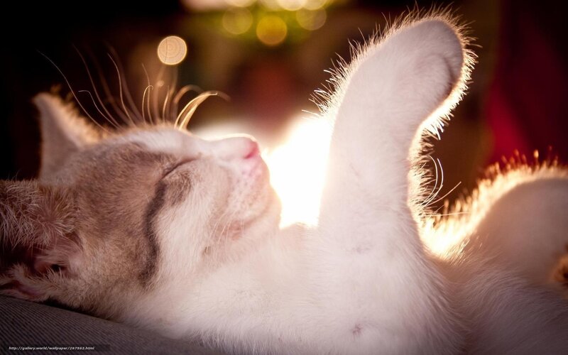 Sleeping kitten in sunlight
