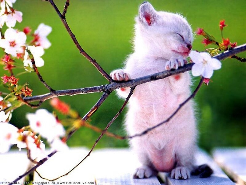 Sleeping kitten on a branch