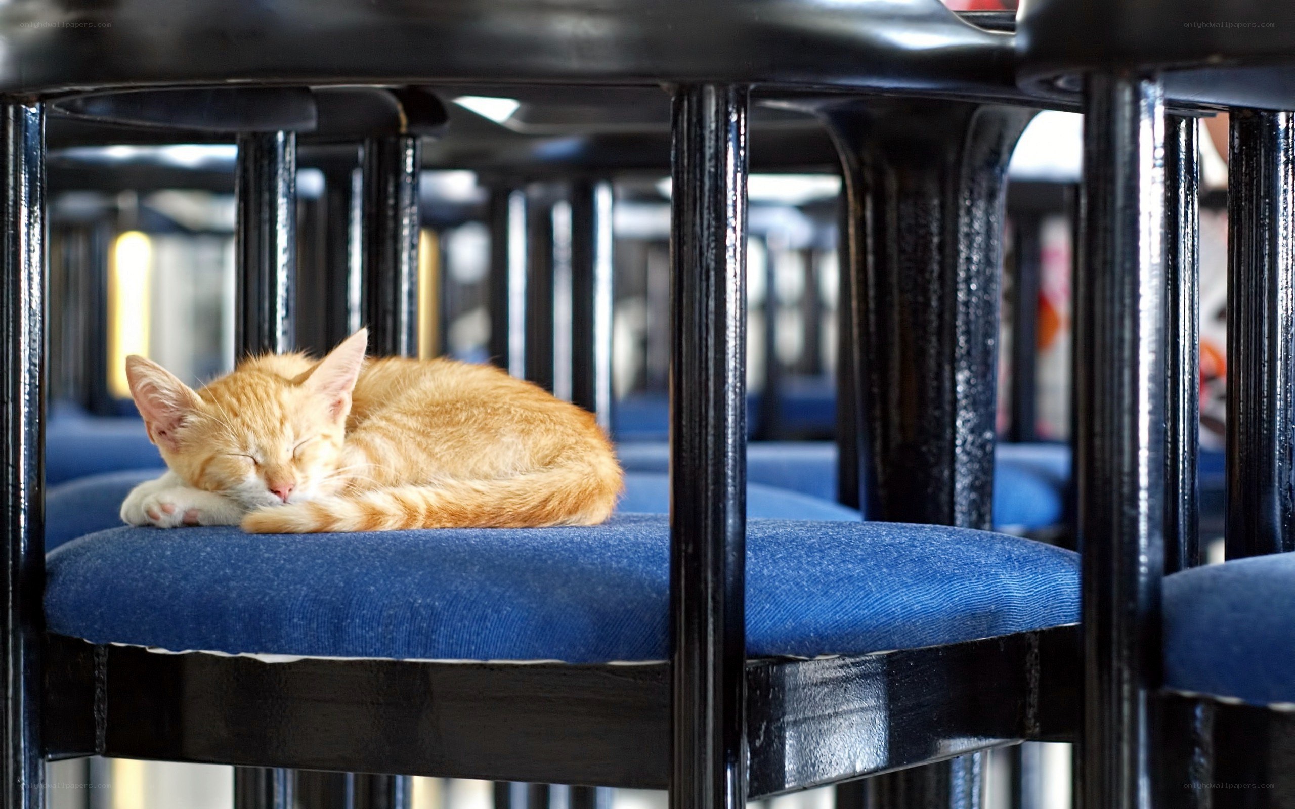Sleeping kitten on a chair