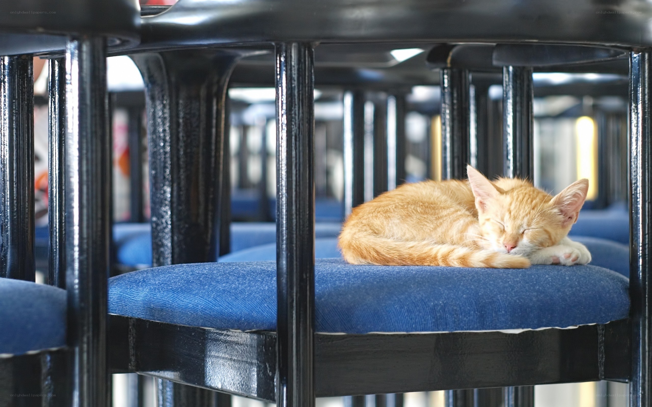 Sleeping kitten on a chair