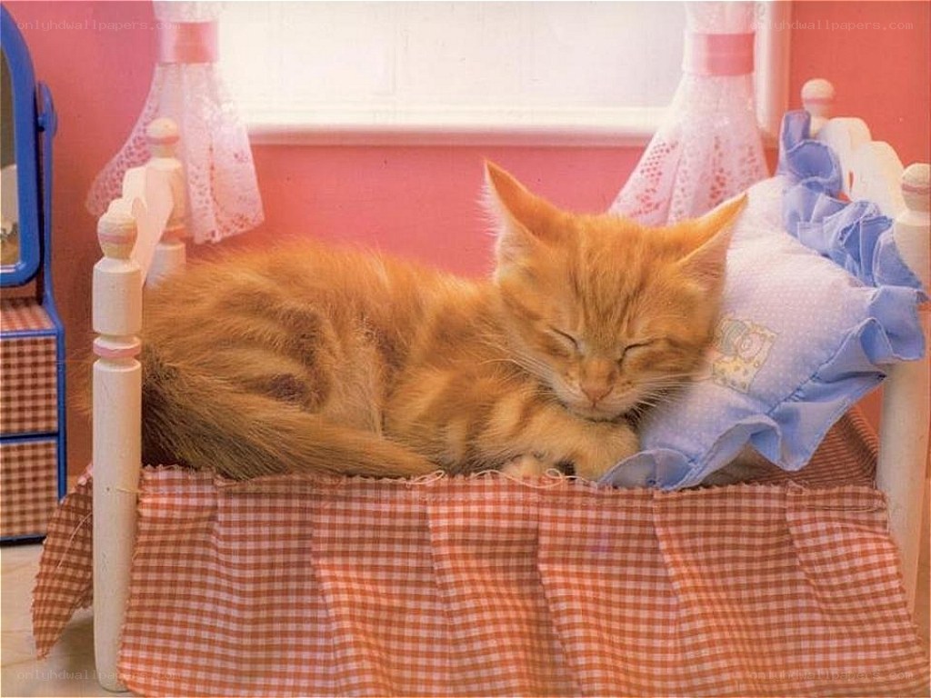 Sleeping kitten on a doll bed