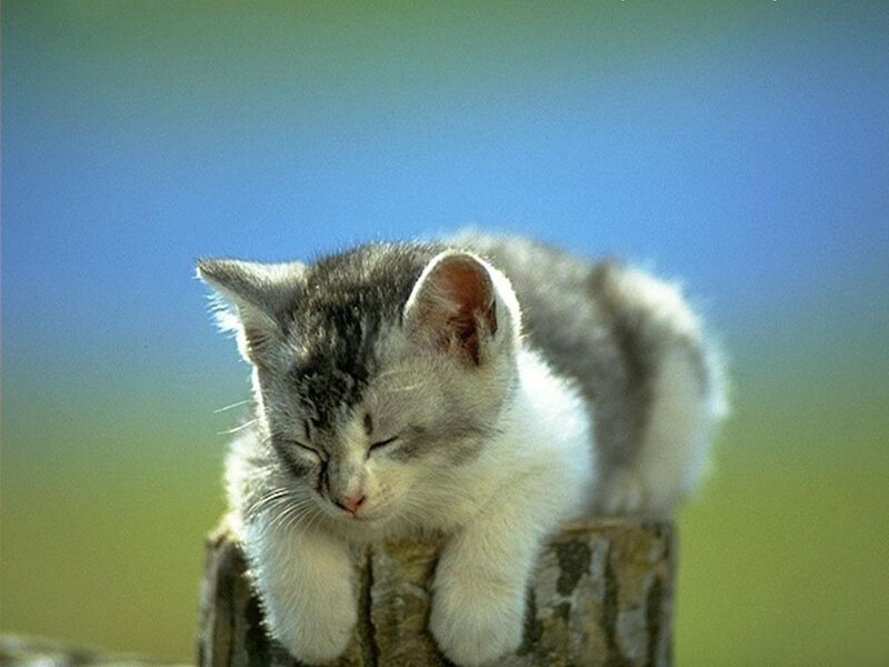 Sleeping kitten on a post