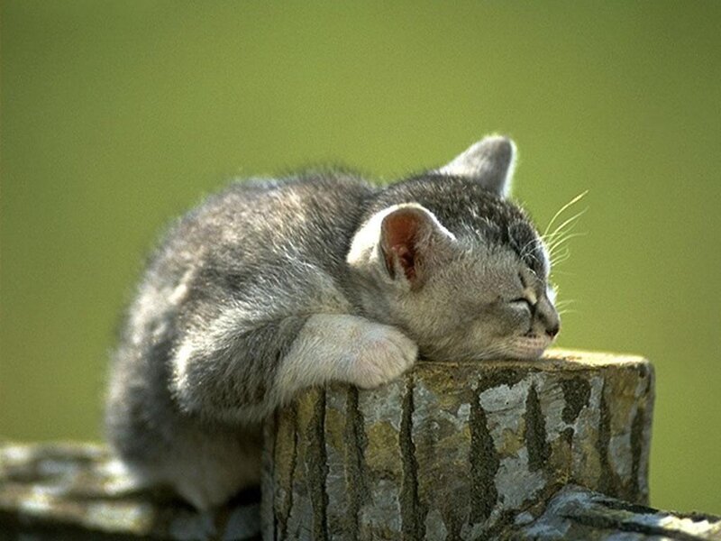 Sleeping kitten on a stump