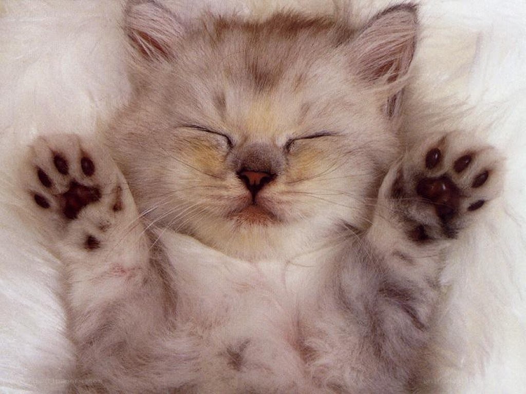Sleeping kitten on back