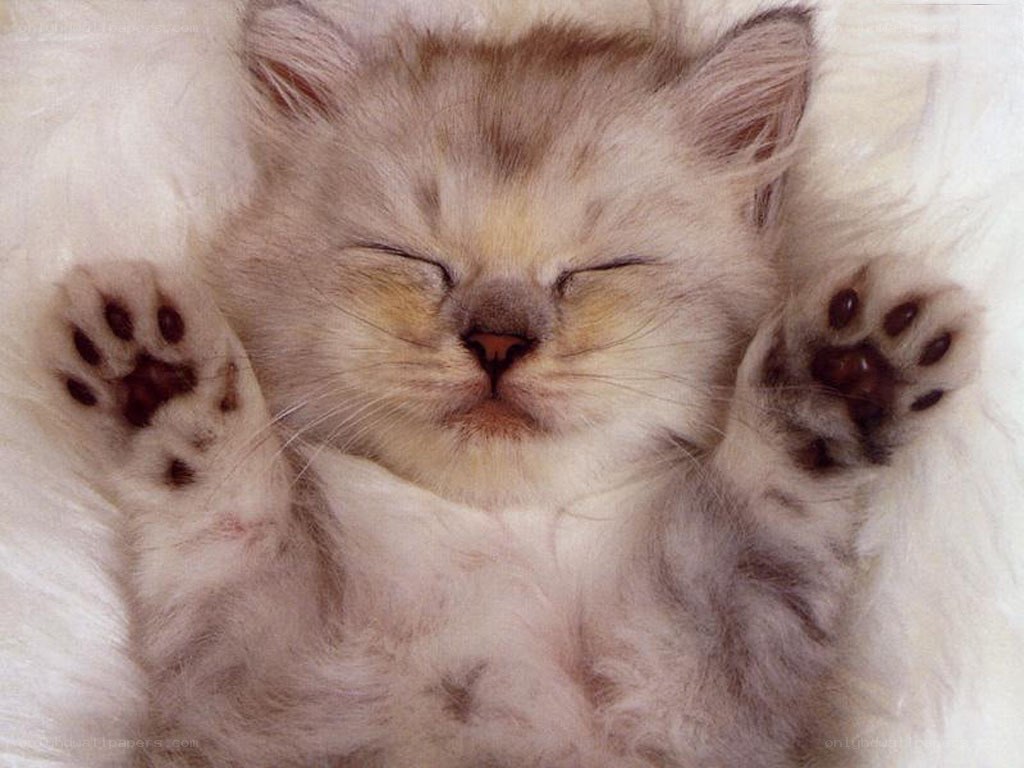 Sleeping kitten on back