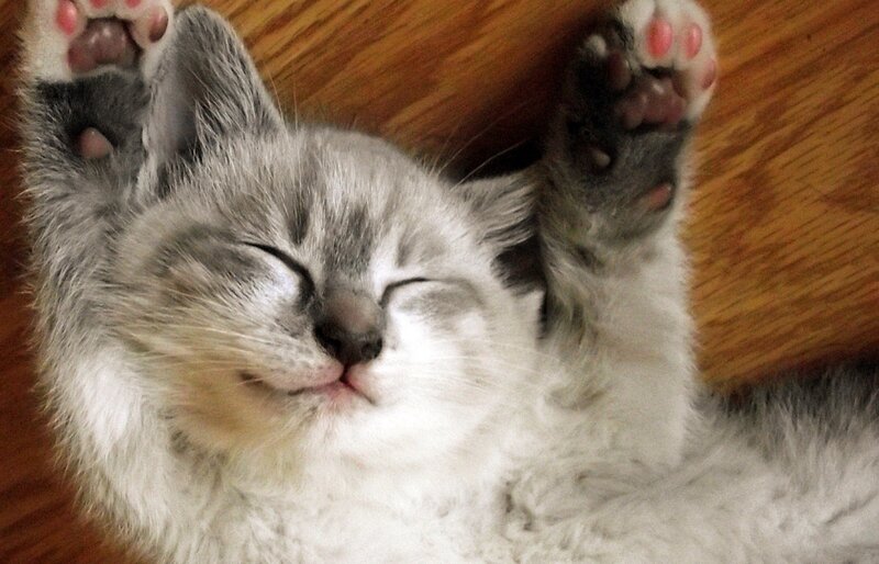 Sleeping Kitten on Back — Gray