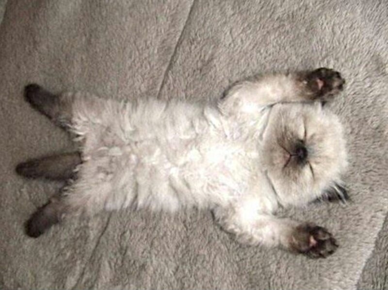 Sleeping Kitten on Back — White, Peaceful, Photograph, Blanket