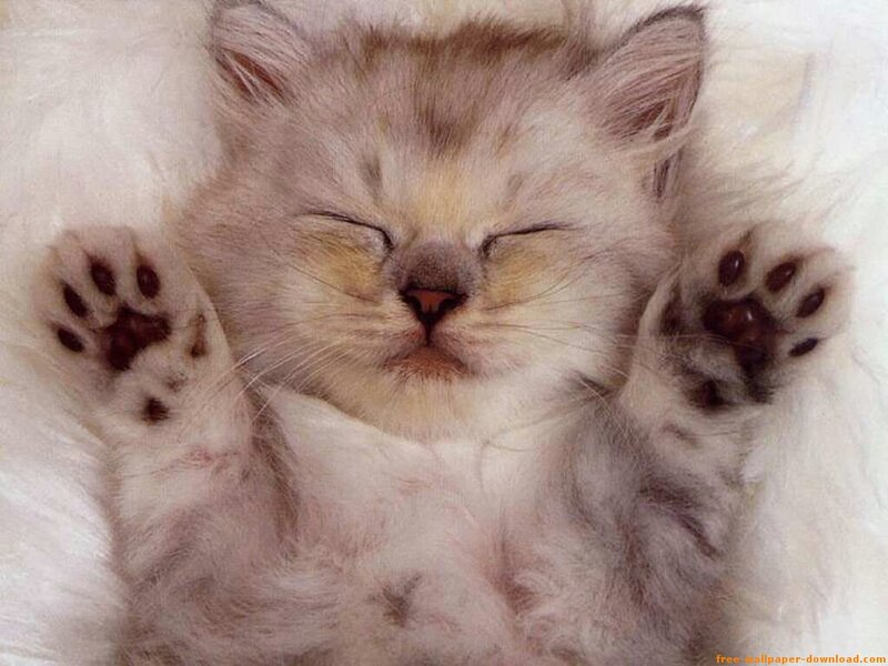 Sleeping Kitten on Back — White, Peaceful, Photograph