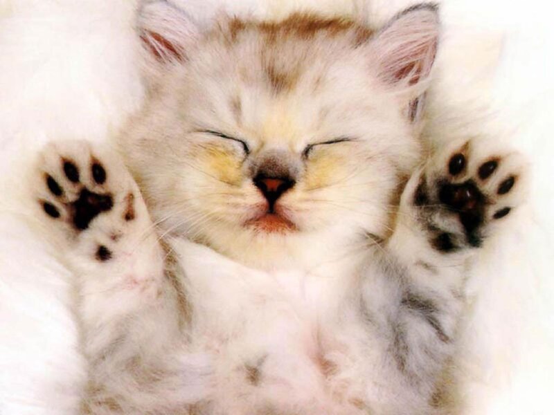 Sleeping Kitten on Back — White