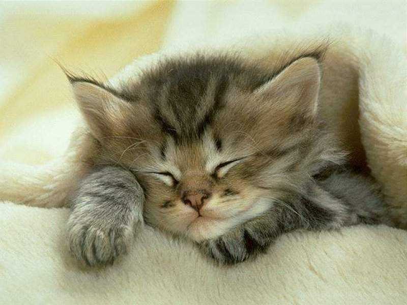 Sleeping kitten on blanket