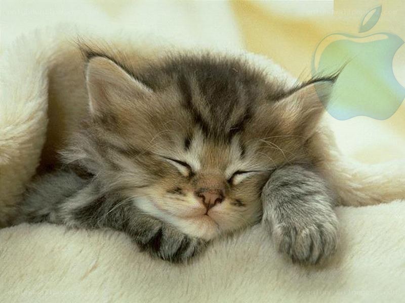 Sleeping kitten on blanket